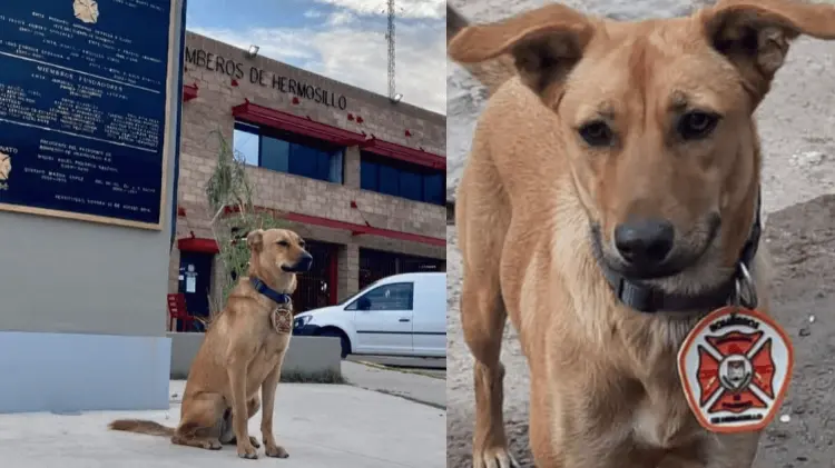 Panchita fue por 4 años la mascota de la estación Centro de Bomberos de Hermosillo. (Cortesía)