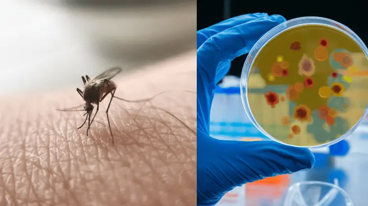 Los casos de malaria han sido diagnosticados como importados. (Foto: Ilustrativa/EXPRESO)