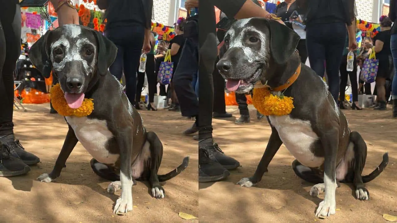 Ayuntamiento tendrá un altar para recordar a las mascotas en Día de Muertos