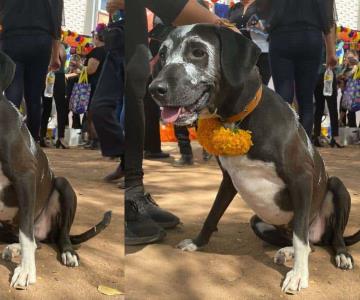 Ayuntamiento tendrá un altar para recordar a las mascotas en Día de Muertos