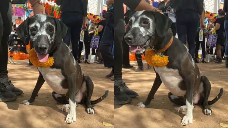 Perrito pintado de catrin (Foto: Especial / EXPRESO)