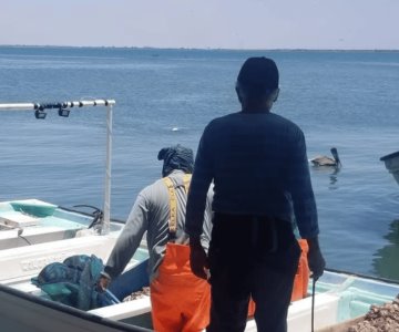 Pescadores de Yavaros toman precauciones ante posible presencia de tiburones