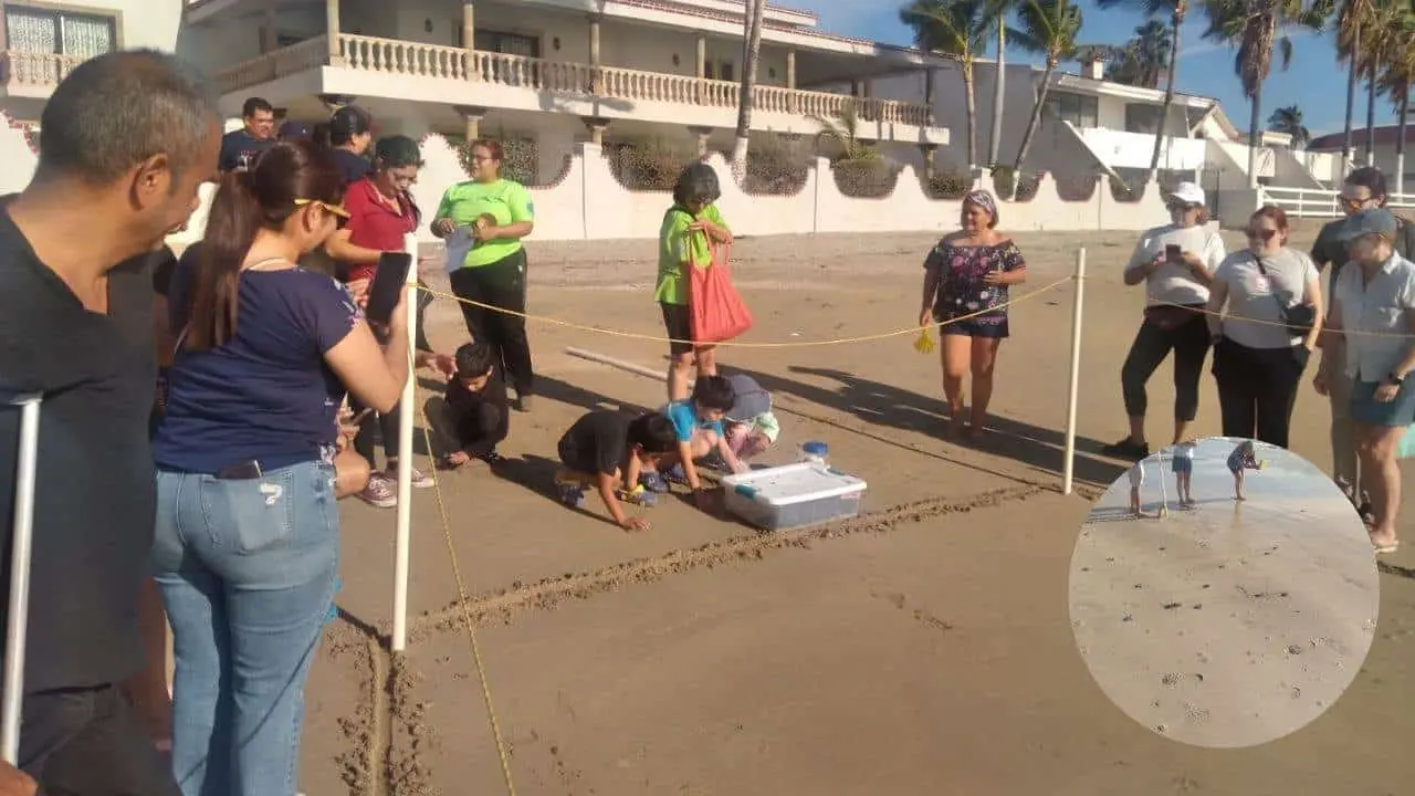 Tortugas son liberadas en Miramar