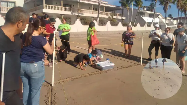Liberan tortugas marinas en Miramar (Foto: Epecial / EXPRESO )