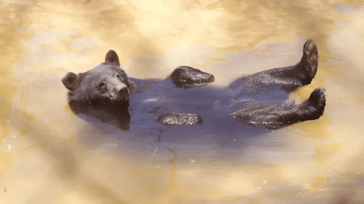 CEES alberga alrededor de 123 especies de animales (Foto: Jesús Ballesteros/EXPRESO)