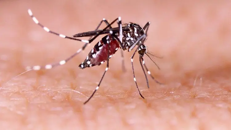 Aedes aegypti es el nombre del mosquito transmisor de la fiebre amarilla. (Foto: Ilustrativa)