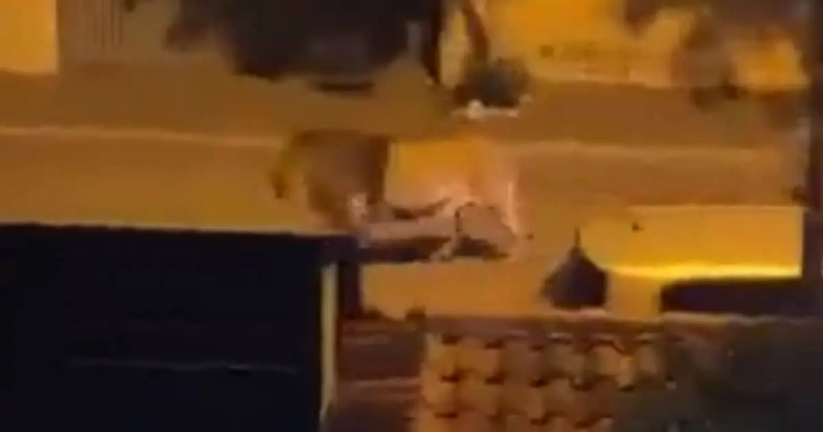 León escapa de un circo y causa pánico en calles de Italia