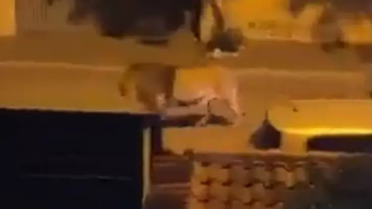 Videos compartidos en redes mostraron al león caminando entre viviendas. (Foto: Captura de video)