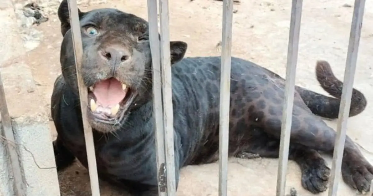 Niña pierde un brazo tras ser atacada por un jaguar negro en Chihuahua