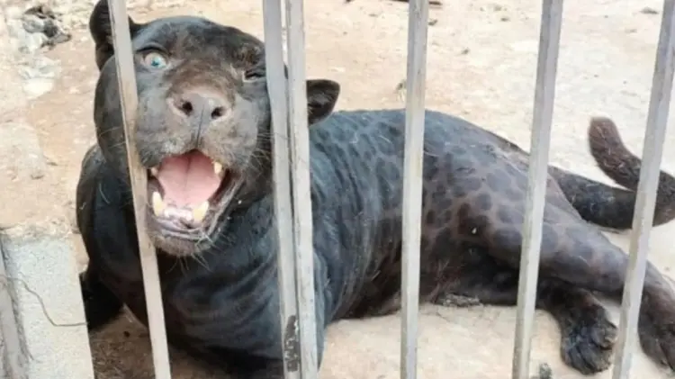 El animal fue asegurado por autoridades estatales. (Foto: Fiscalía de Chihuahua)