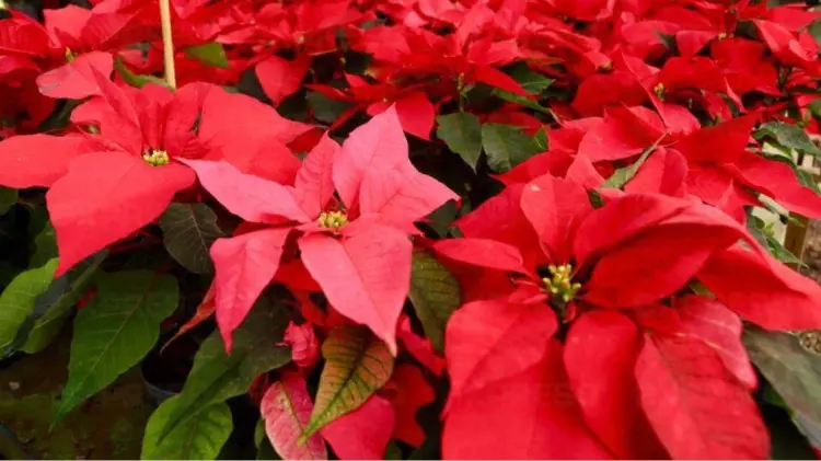 La flor de nochebuena ya se ve en algunos viveros de la ciudad. (Foto: Jorge Flores/EXPRESO)