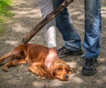 Se tiene una respuesta inmediata ante casos de maltrato animal en Sonora