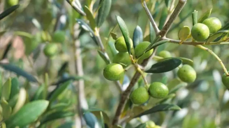 Árbol de Olivo (Foto: Especial / EXPRESO)