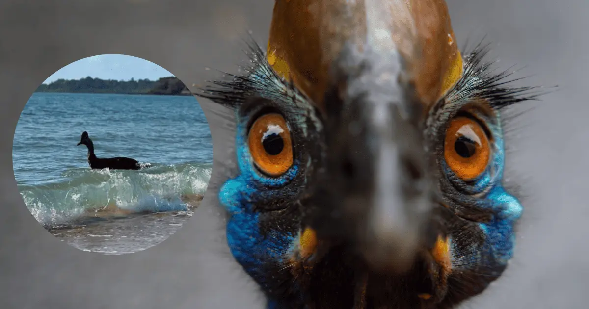 Captan en video a el ave más peligrosa del mundo que está en extinción