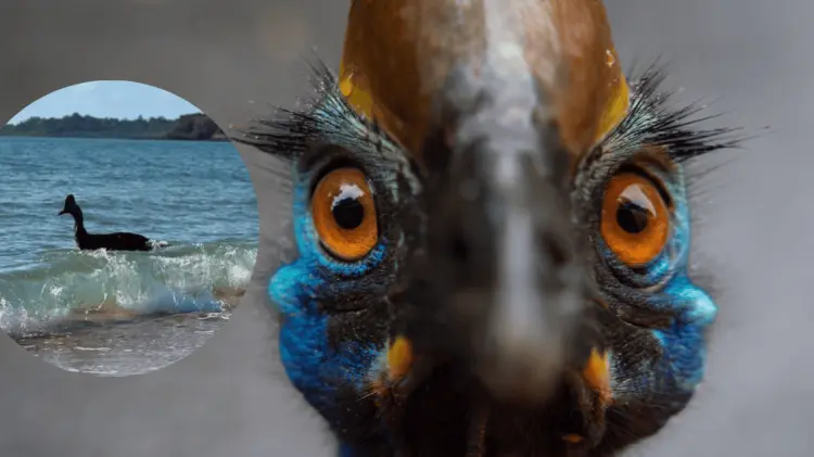 El Casuario (cassowary en inglés) es temido por su fortaleza. (Foto: Ilustrativa/EXPRESO)