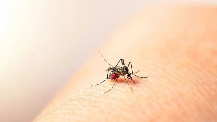 Foto: Especial / EXPRESO.