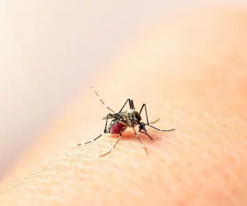 Guaymas y San Luis Río Colorado concentran la mayoría de casos de dengue