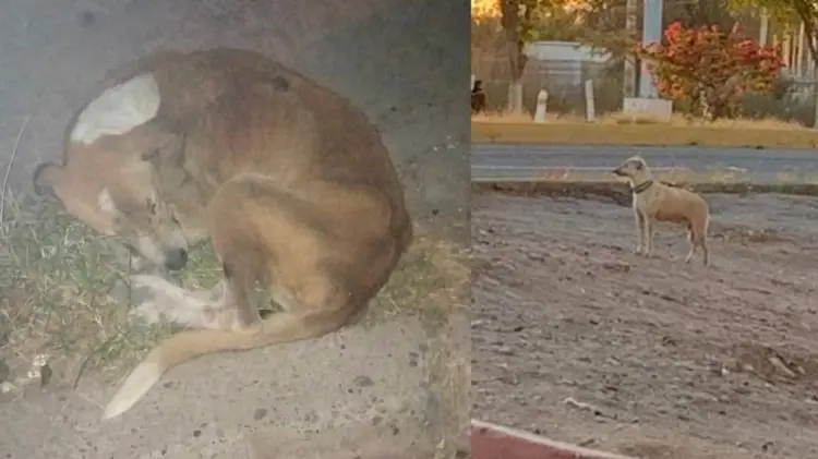 Milagro Canino de Navojoa recibe hasta cinco llamados al día por perros extraviados (Foto: Cortesía)