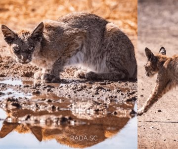 Reportan avistamiento de lince en la carretera Guaymas-Hermosillo