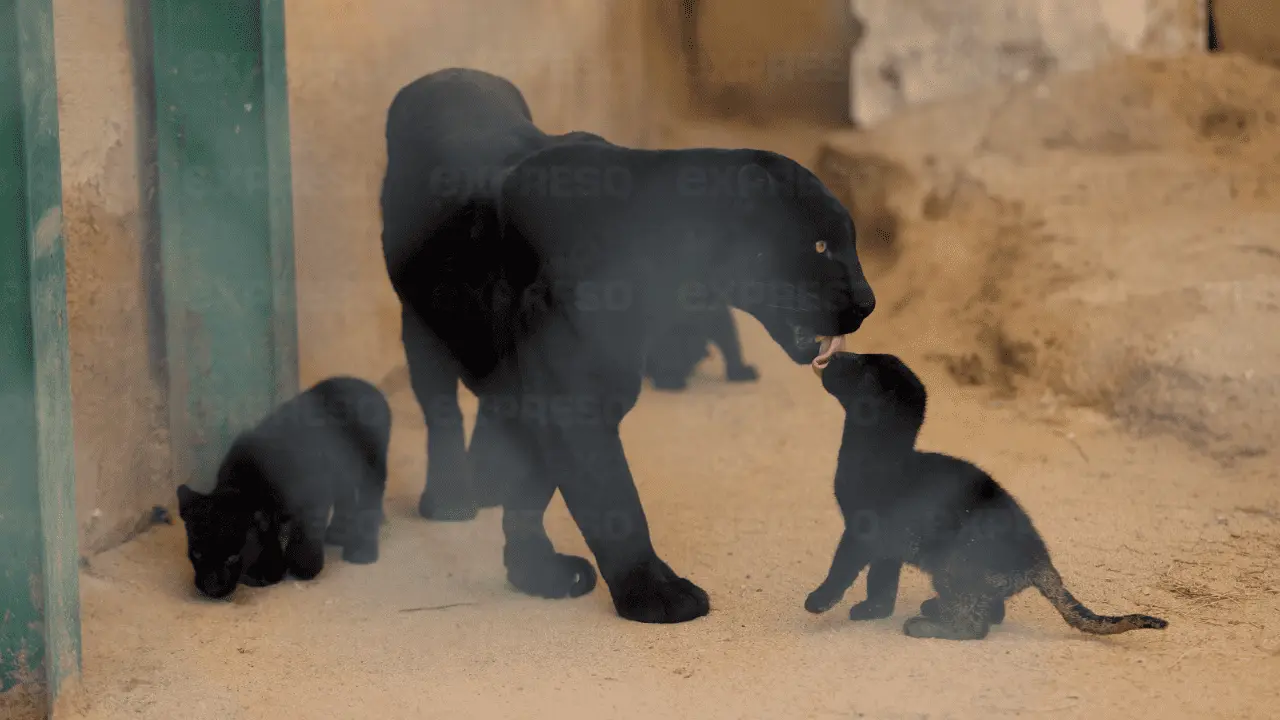 Cachorros de jaguar se quedarán en el Centro Ecológico de Sonora
