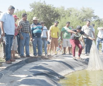 Acuacultura nacional supera las 197 mil toneladas; Sonora es líder