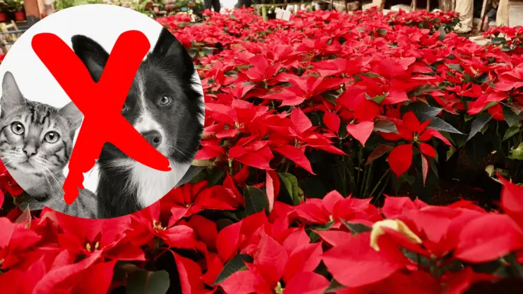 Hay que tener en consideración los riesgos de tener Nochebuenas al alcance de animales. (Archivo)