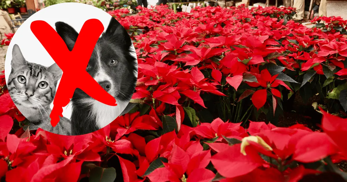Estas plantas de Navidad son tóxicas para perros y gatos