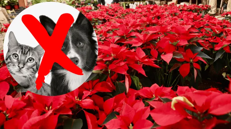 Hay que tener en consideración los riesgos de tener plantas al alcance de animales. (Archivo)