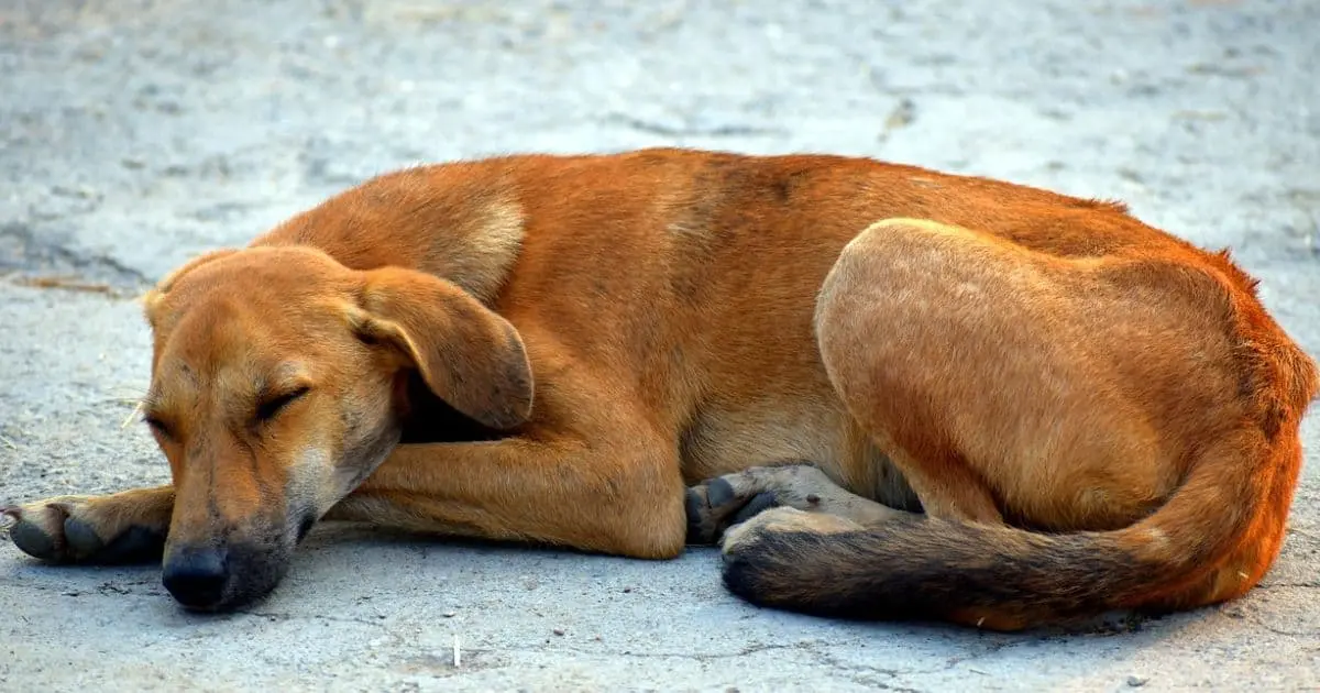Llaman a resguardar a animales callejeros durante fiestas decembrinas