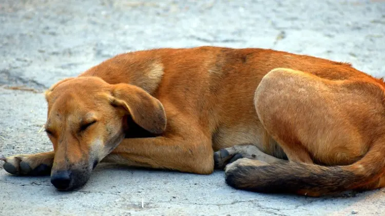 Animales como perros y gatos sufren estrés al escuchar los fuegos artificiales. (Foto: Pixabay)