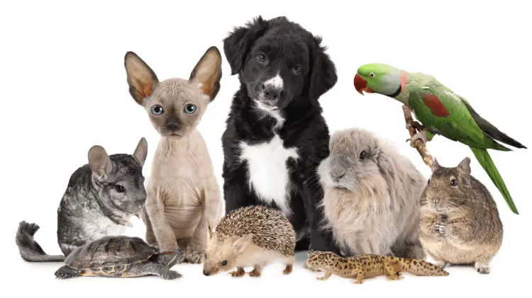 Miles de animales en las calles reflejan la cara del abandono y el maltrato. (Foto: Especial)