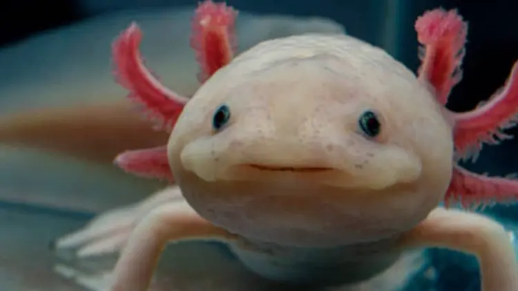 Los ajolotes son endémicos de México y están en peligro de extinción. (Foto: Especial/EXPRESO)