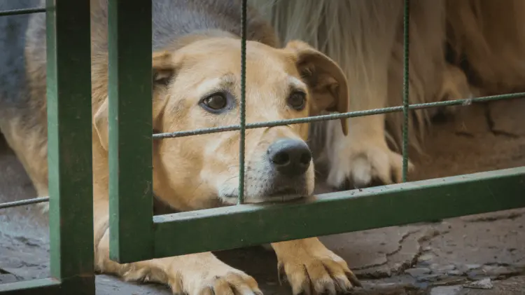 Las multas por maltrato animal alcanzan hasta los 41 mil 500 pesos. (Foto: Ilustrativa/EXPRESO)