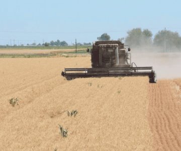 Sonora es líder en producción agrícola