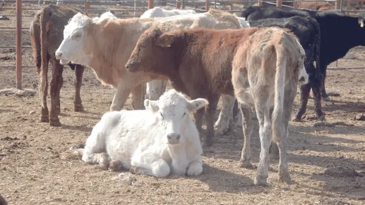 Los ganaderos tuvieron ventas extraordinarias en la subasta de 600 a 700 animales. (Foto: Especial)