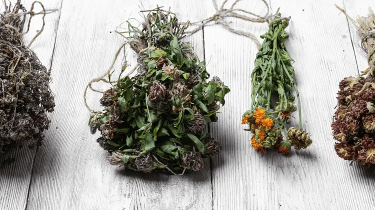 Plantas auxiliares en tratamiento de infecciones respiratorias. (Foto: Ilustrativa)