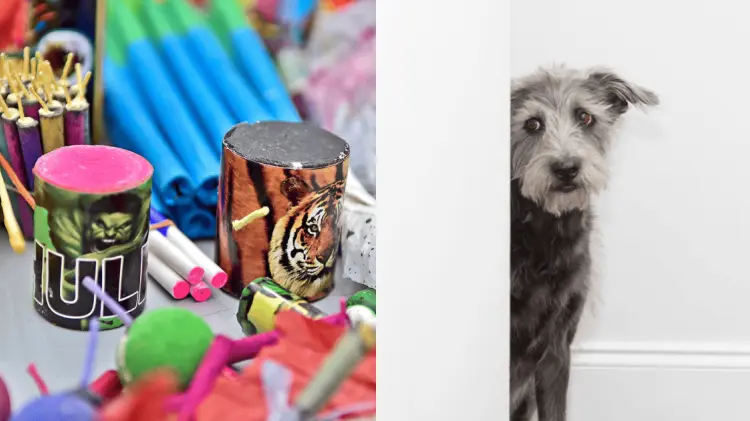 Hasta un 30% aumentó la desaparición de mascotas en Navojoa. (Foto: Especial/EXPRESO)