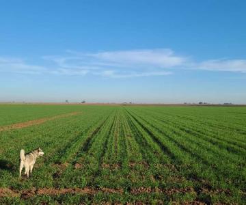 Agricultores del Mayo tienen esperanzas en equipatas