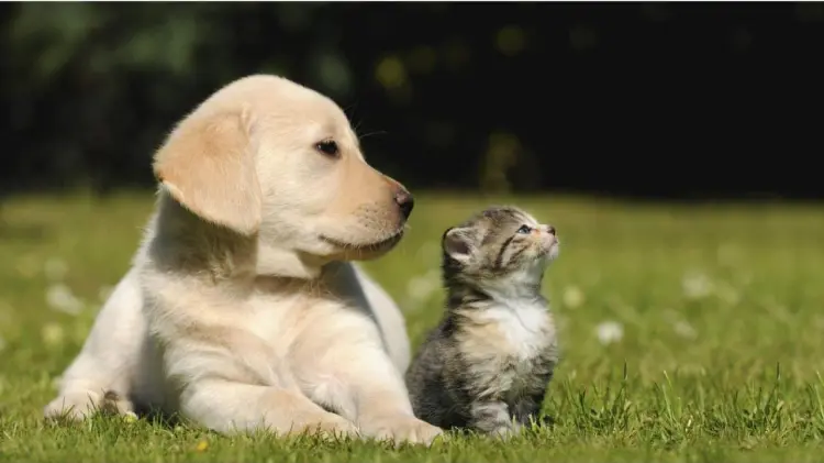 Perros o Gatos (Foto: Especial / EXPRESO)