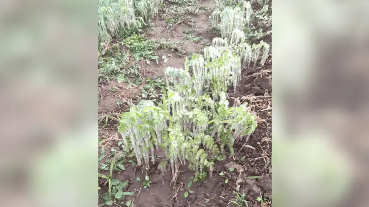 Las heladas registradas al sur de Sonora han dañado algunos cultivos. (Foto: Especial/EXPRESO)