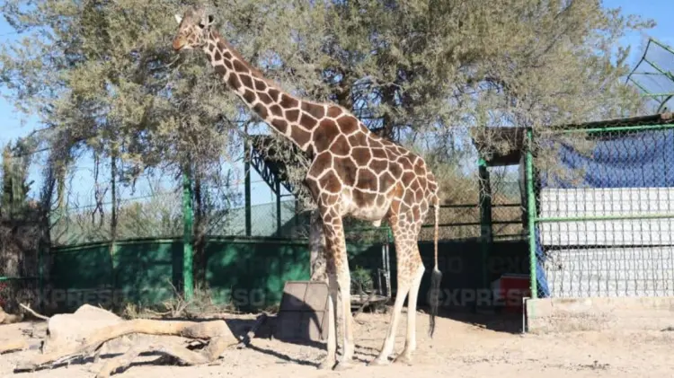 Pancho llegó a Sonora en el año 1997. (Foto: Jesús Ballesteros/EXPRESO)