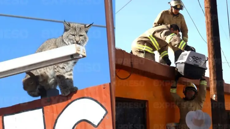 Los trabajos para rescatar al felino duraron alrededor de una hora. (Fotos: Jorge Flores/EXPRESO)