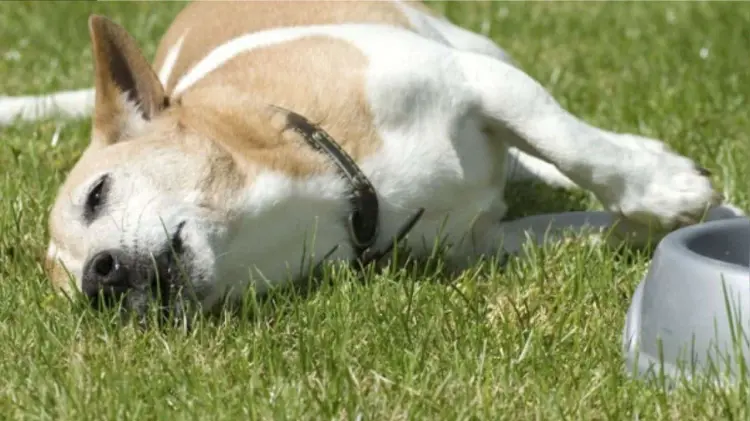 Veneno Perritos (Foto: Especial / EXPRESO)