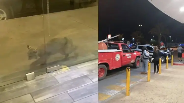 El animal fue captado en video caminando en el estacionamiento de la plaza. (Foto: Especial/EXPRESO)