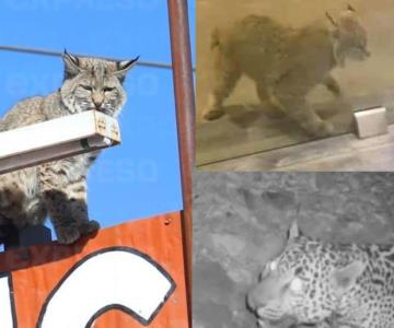 Sequía, causa de avistamientos de animales silvestres, opinan sonorenses