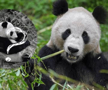 China es dueño de todos los pandas del mundo... excepto en México