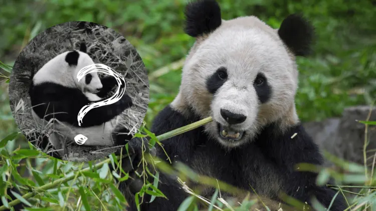 Xin Xin es la única panda que no pertenece a China (Foto: Cortesía)