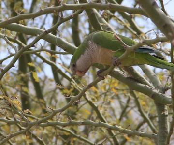 Plaga de pericos argentinos causa estragos en Hermosillo: especialista