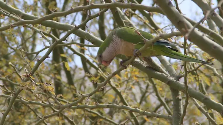 Los pericos argentinos tienen una tasa de natalidad muy alta. (Foto: Especial/EXPRESO)