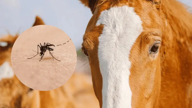 La encefalitis equina ha sido detectada en humanos en Uruguay y Argentina. (Foto: Ilustrativa)